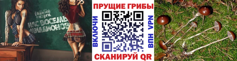 Псилоцибиновые грибы Psilocybe  Ростов 